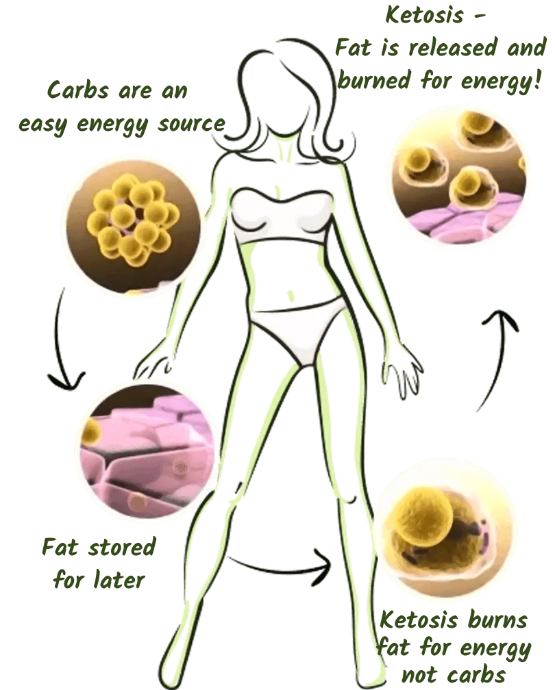 The science of ketosis – how Fitness Keto works, fat burning vs carb burning diagram